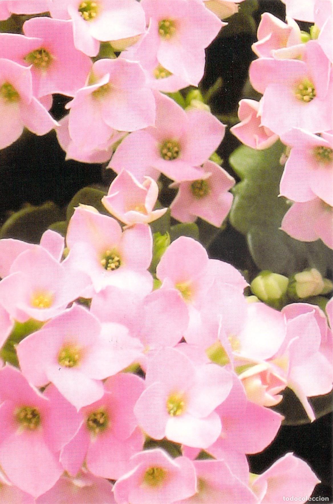 Postales: Postal con flores rosadas de Kalanchoe