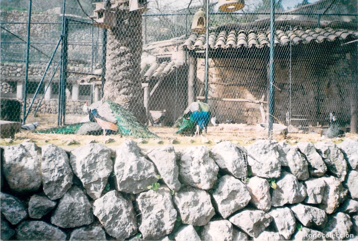 Postales: Postal de pavos reales en recinto de aviario