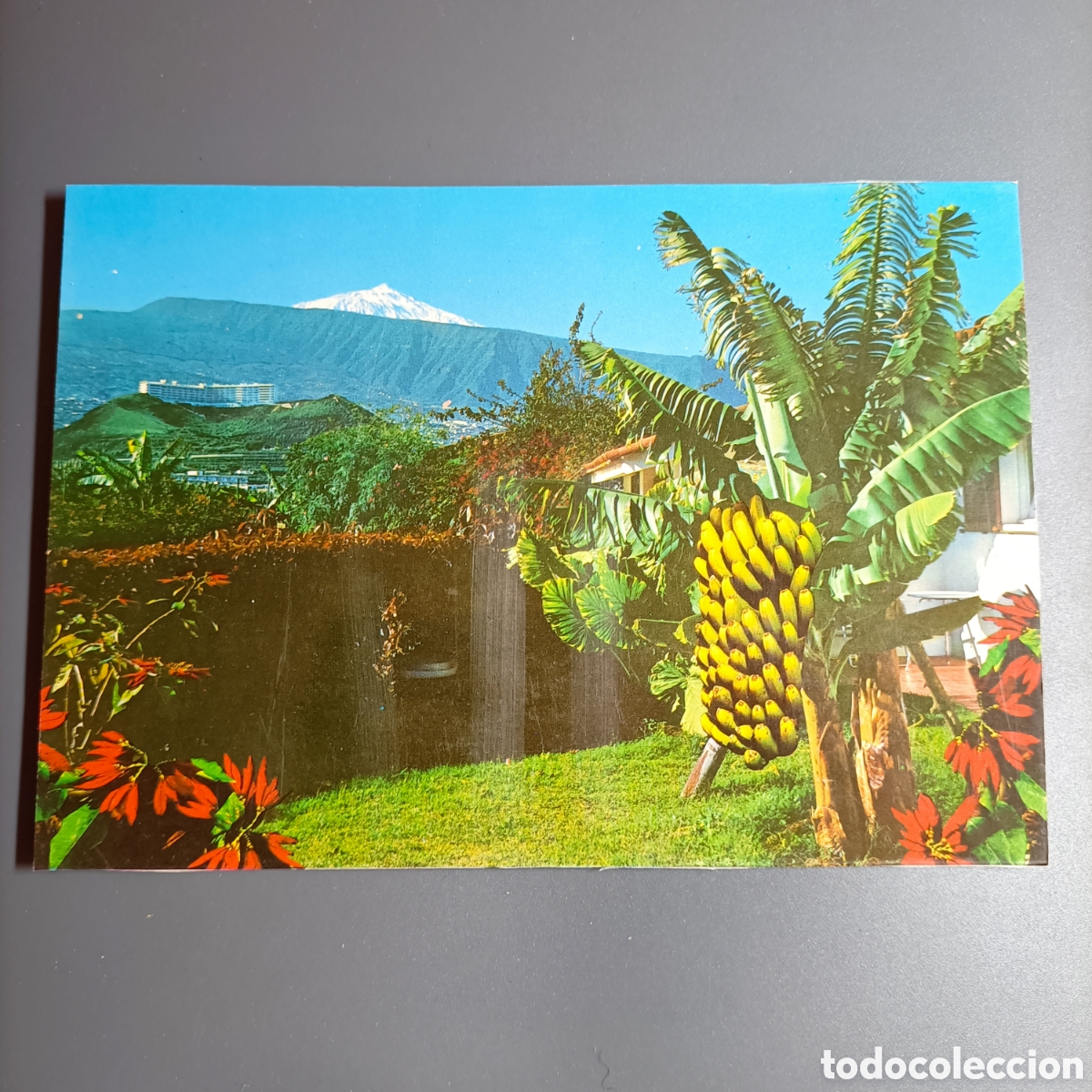 Postales: TARJETA POSTAL SIN CIRCULAR. №18 PUERTO DE LA CRUZ. PAISAJE CON EL TEIDE