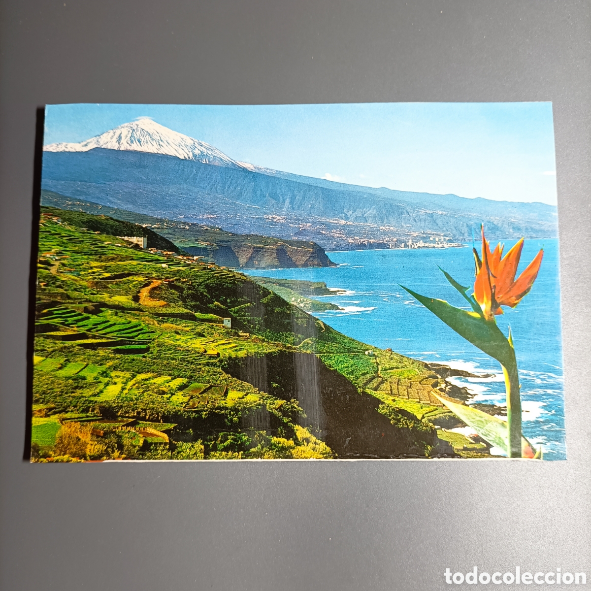Postales: TARJETA POSTAL SIN CIRCULAR. №61 TENERIFE. ZOONA NORTE CON EL TEIDE