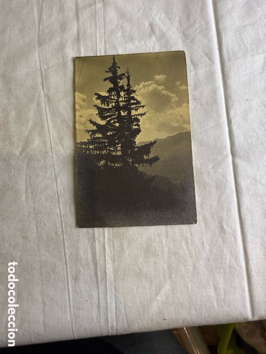 Postales: Paisaje con lago y &aacute;rboles reflejados &ndash; Postal fotogr&aacute;fica antigua
