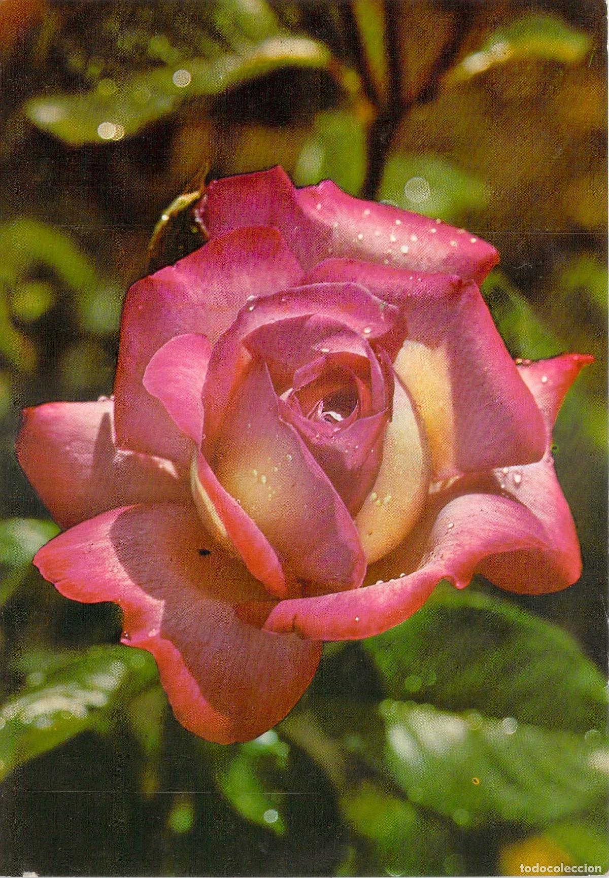 Postales: Postal con fotograf&iacute;a de una hermosa rosa