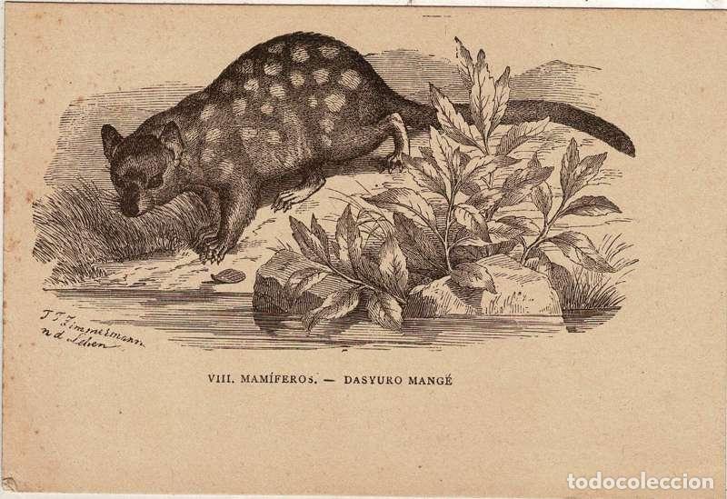 Postales: La Vida de los Animales. Postal VIII Mam&iacute;feros. Dasyuro Mang&eacute;