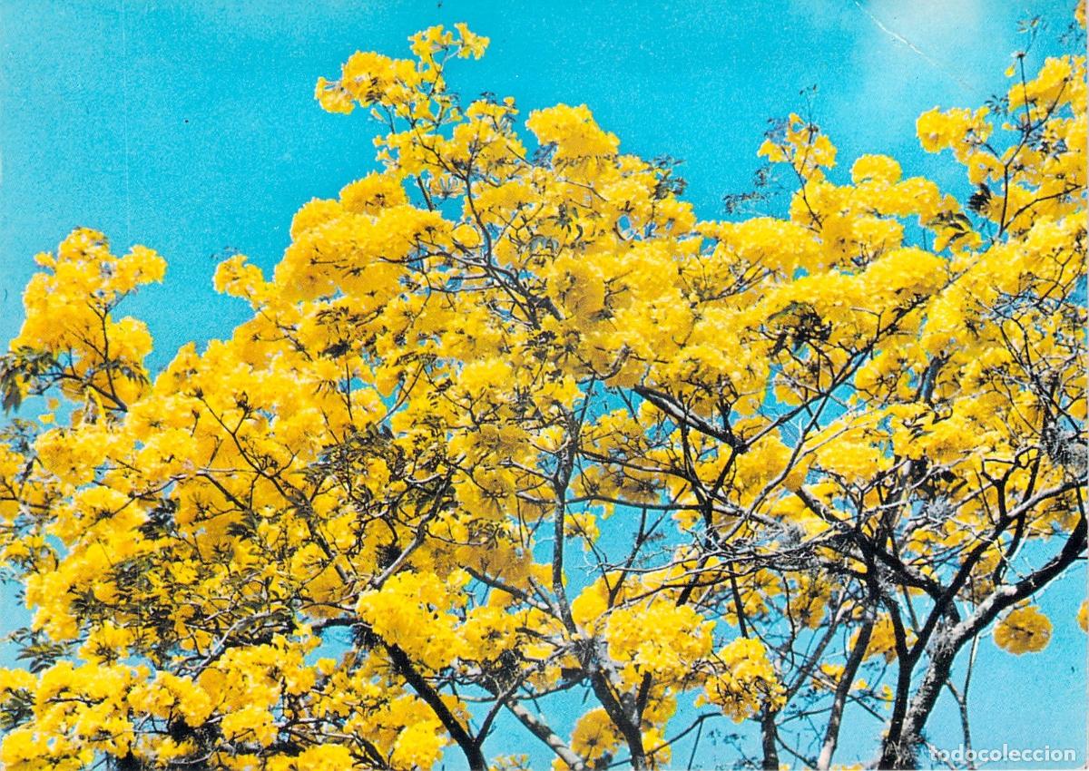 Postales: Postal de Venezuela con el Araguaney, &aacute;rbol nacional