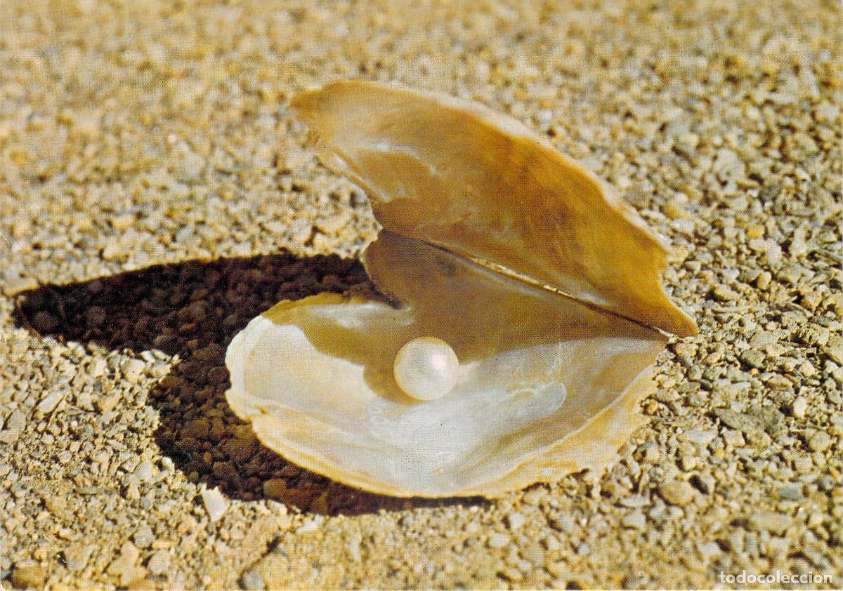 Postales: Postal de una perla en su concha en la Isla de Margarita