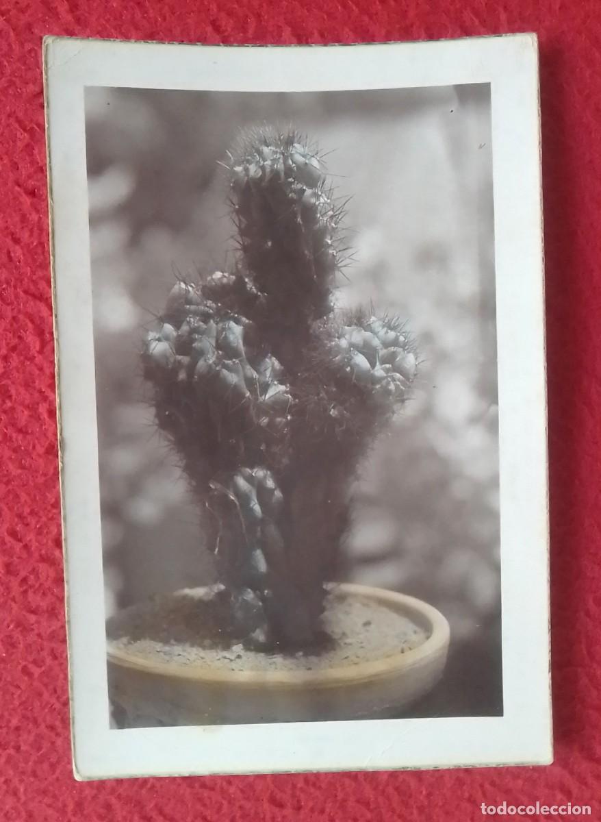 Postcards: ANTIGUA POSTAL OLD POST CARD DE CACTUS, CHUMBERA O SIMILAR EN MACETA..VER FOTOS..COLECCIONES G. G.