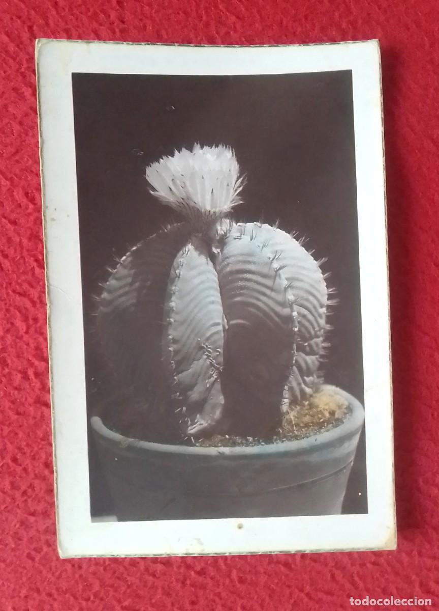 Postcards: ANTIGUA POSTAL OLD POST CARD DE CACTUS, CHUMBERA O SIMILAR EN MACETA..VER FOTOS..COLECCIONES G. G.