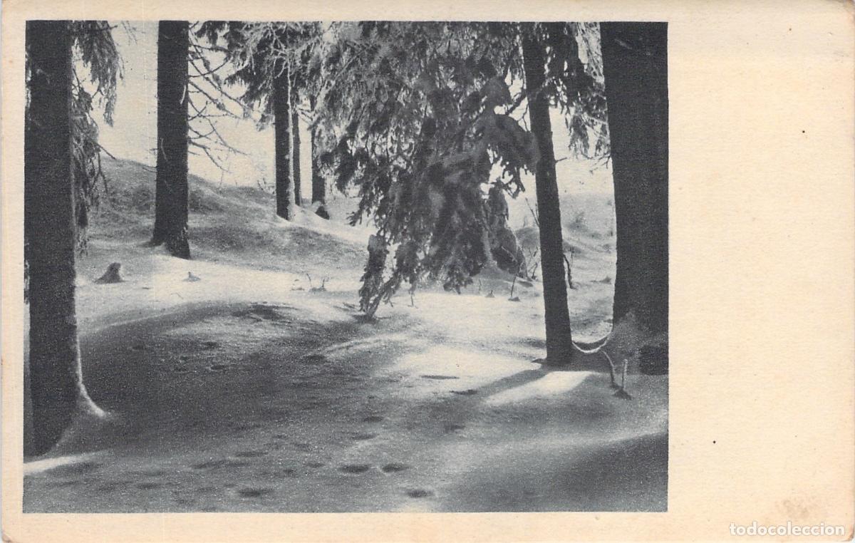 Postkarten: Postal de paisaje de bosque cubierto de nieve