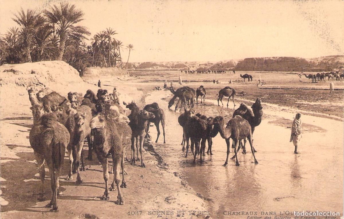 Postkarten: Postal de Camellos en el Oued Bayech, Argelia