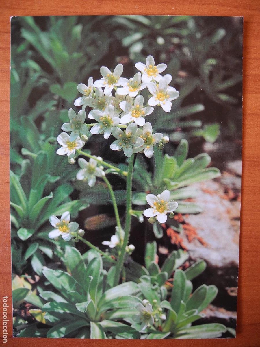 Postales: Flores. Saxifraga paniculata. Escrita 1988.