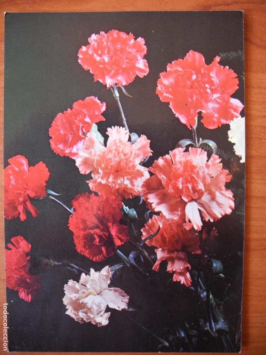 Postales: Flores. Claveles. Circulada 1983