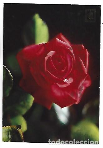 Postales: ROSA ROJA - RED ROSE