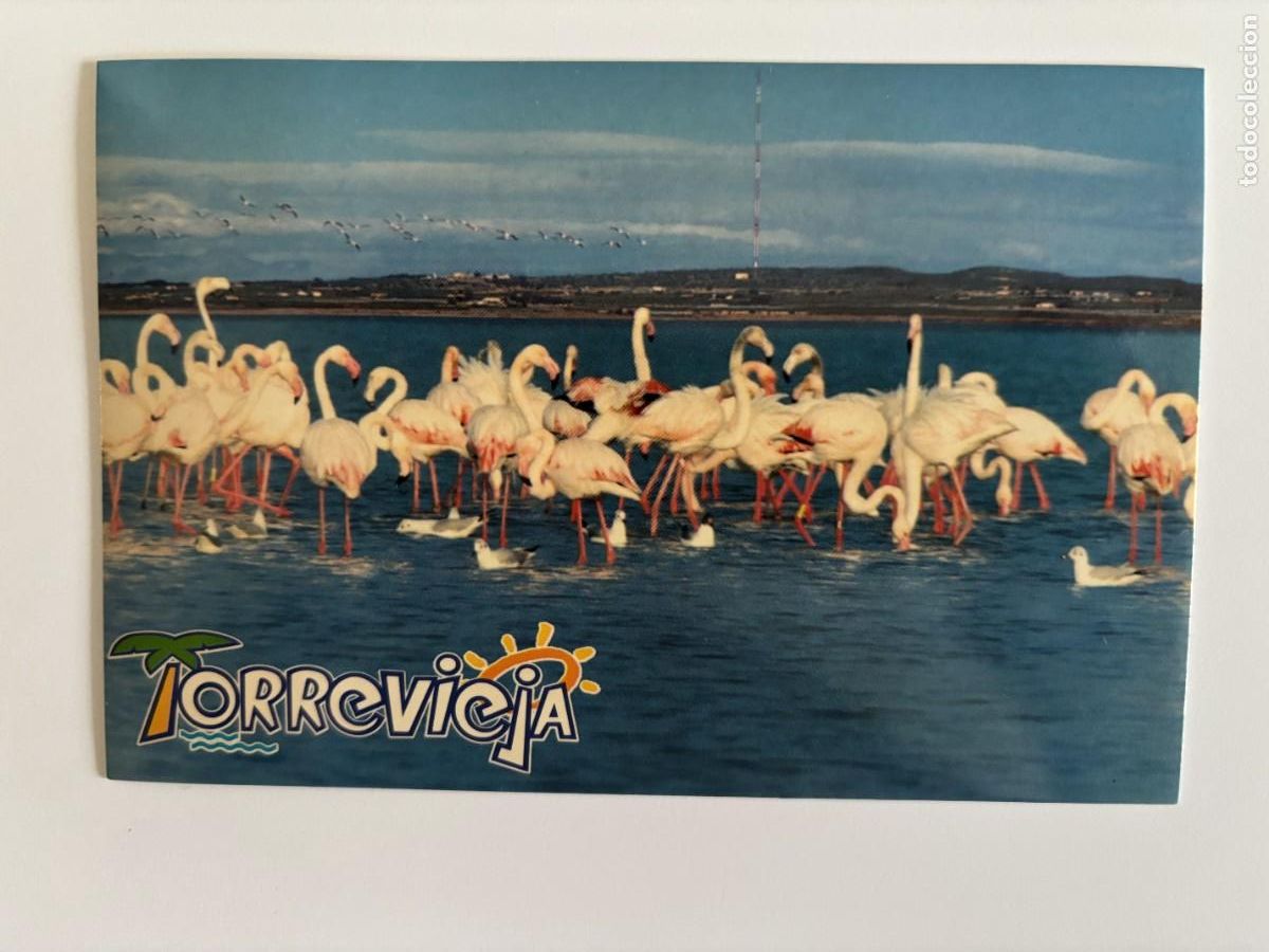 Postales: Postal Torrevieja (Alicante) Im&aacute;genes Flamencos