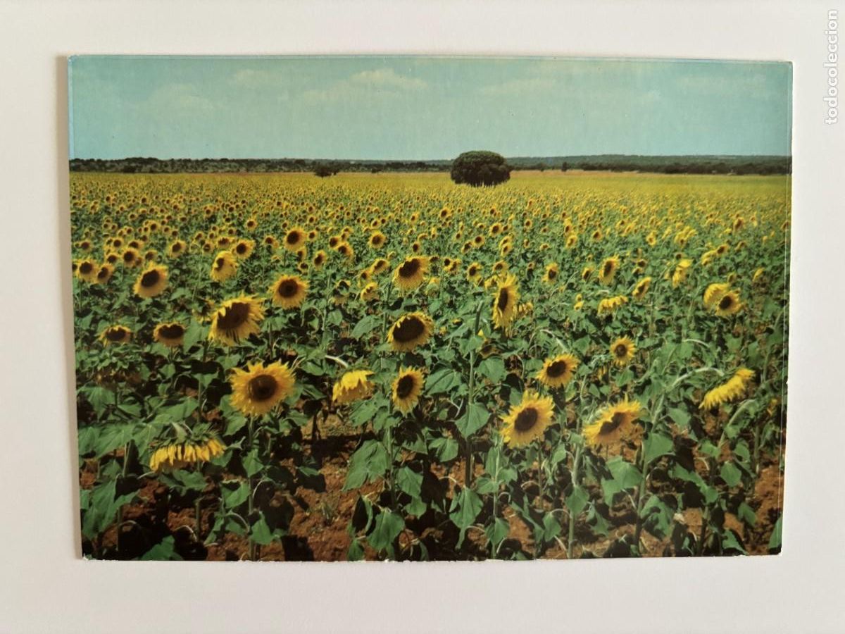 Postales: Postal Plantaci&oacute;n de girasoles