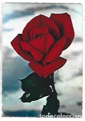 Postales: PRIMER PLANO DE ROSA ROJA - Foto 1