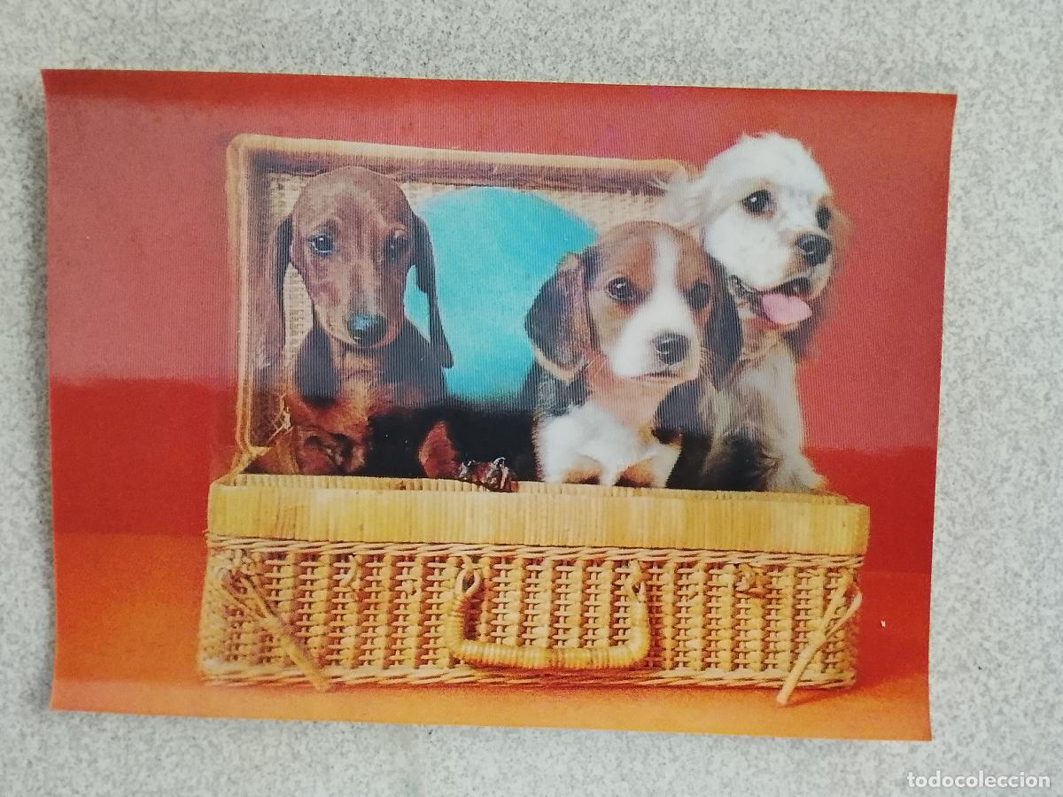 Postales: ANTIGUA POSTAL 3D TRIDIMENSIONAL PERROS