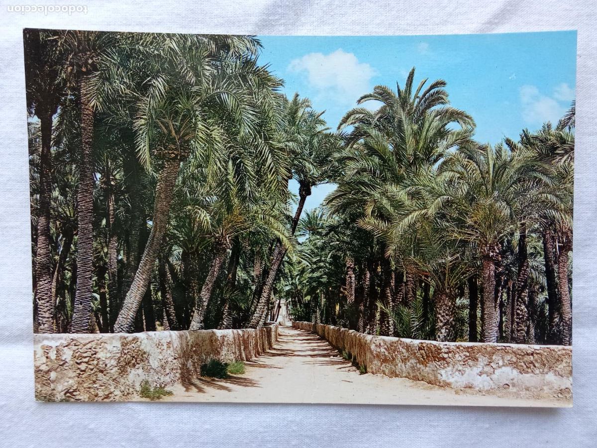 Postales: Postal Elche Camino entre palmeras P.398