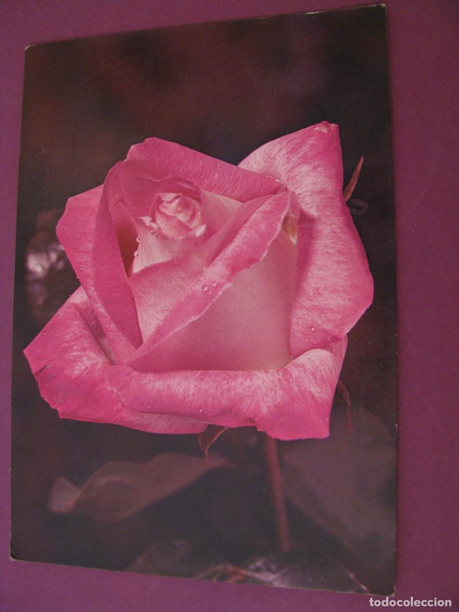 Postales: POSTAL DE FLORES. ROSA. ED. MUNESA 145 - Foto 1