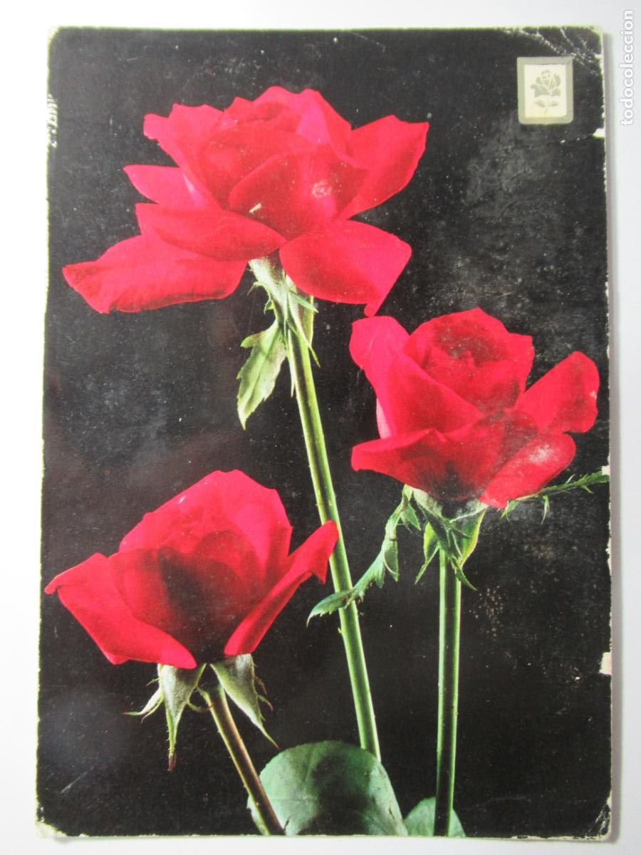 Postales: Postal flores rosas - Escrita - Foto 1