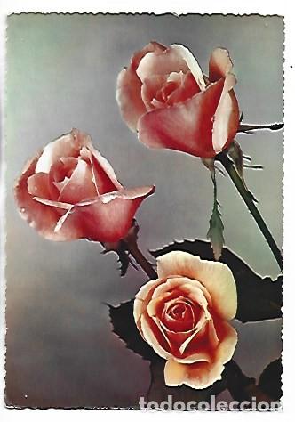 Postales: TRIO DE ROSAS AMARILLAS.- (FLORES)