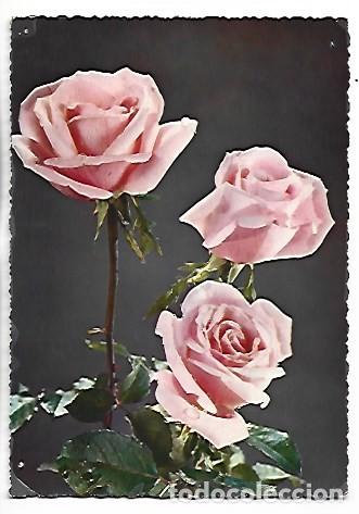 Postales: TRIO DE ROSAS COLOR ROSA.- (FLORES)
