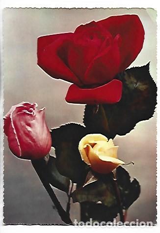 Postales: TRIO DE ROSAS MULTICOLOR.- (FLORES)
