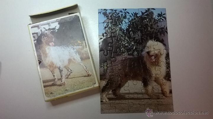 Puzzles: PUZZLE PAPIROTS, SERIE PERROS, PASTOR INGL&Eacute;S - Foto 1