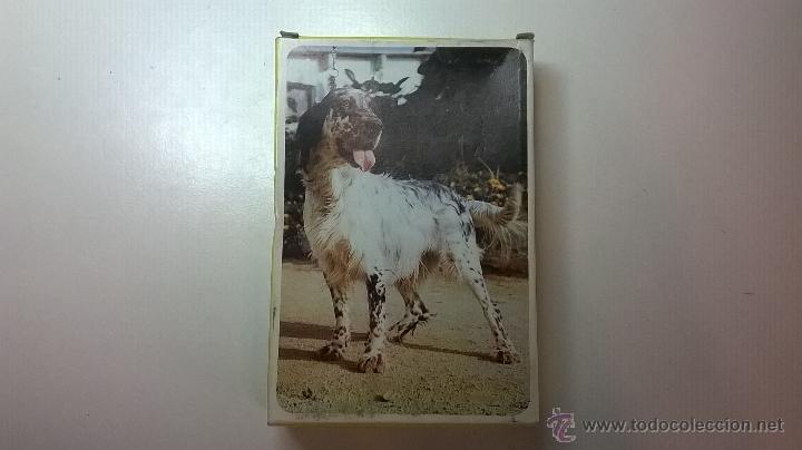 Puzzles: PUZZLE PAPIROTS, SERIE PERROS, PASTOR INGL&Eacute;S - Foto 2