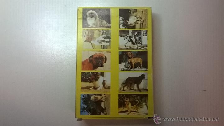 Puzzles: PUZZLE PAPIROTS, SERIE PERROS, PASTOR INGL&Eacute;S - Foto 3