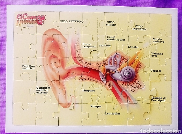 antiguo puzzle del oído externo + lámina modelo - Compra venta en  todocoleccion