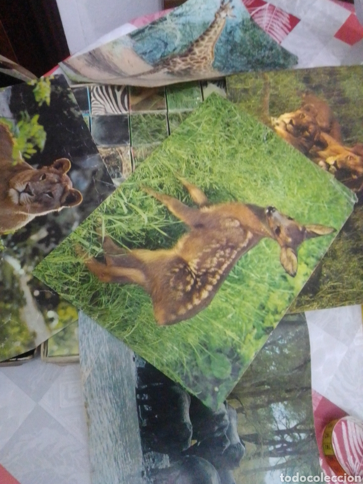 Puzzles: Antiguo rompecabezas zoo completo - Foto 3