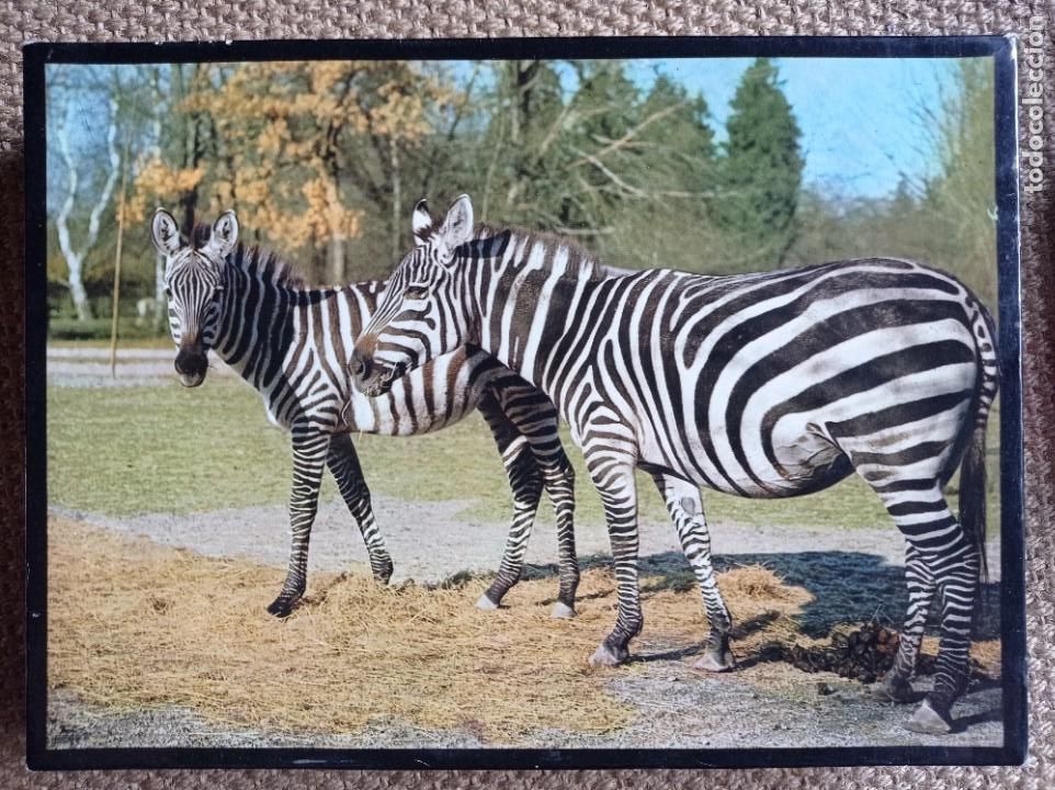 Puzzles: Rompecabezas ZOO - Foto 1