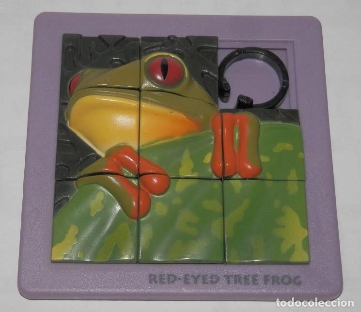 Puzzles: UN PUZZLE RED-EYD TREE FROG - Foto 1