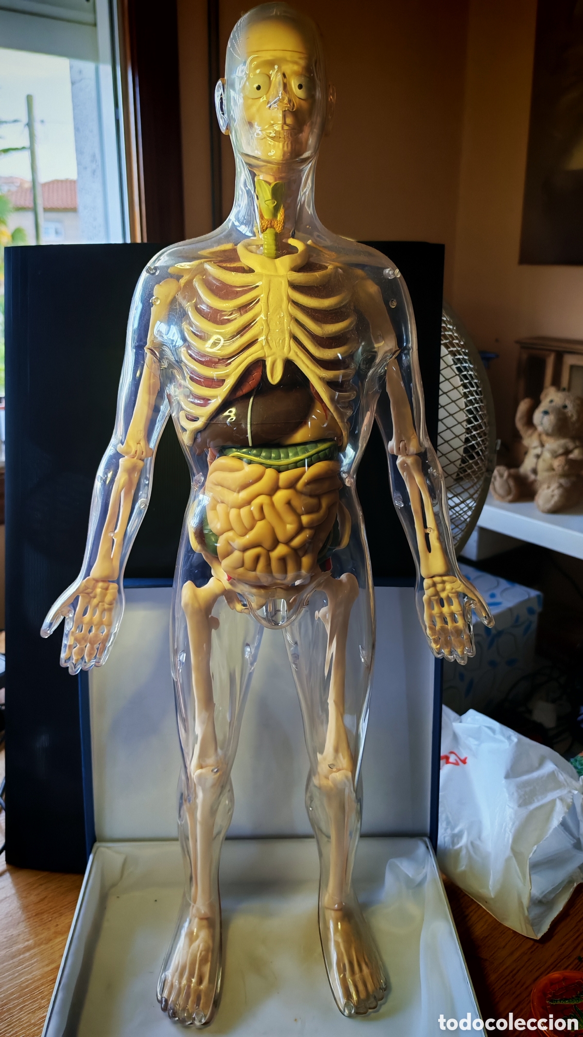 Puzzles: Modelo de anatomia humana Miniland Educational. mod. 99060. a&ntilde;os 80 y 90
