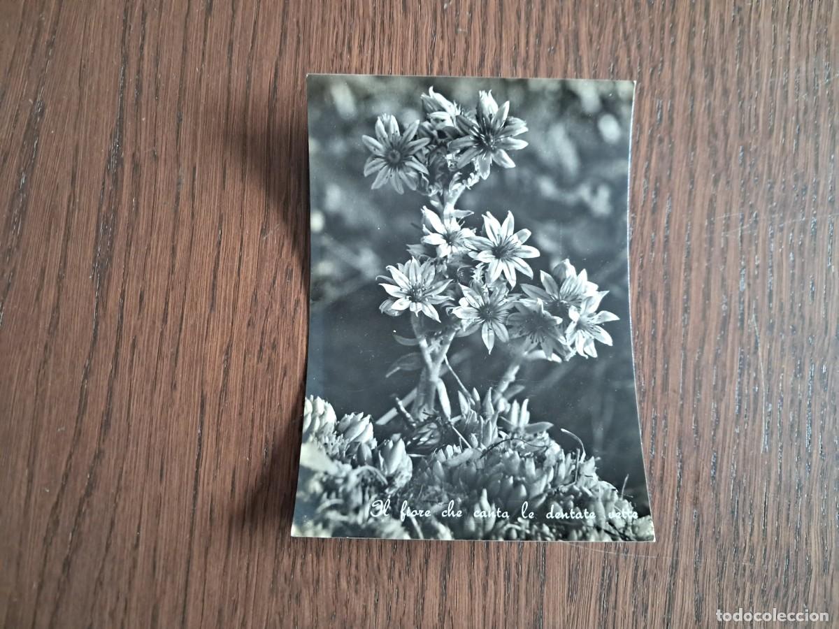 Radios antiguas: postal QSL radioaficionados, imagen de flores en blanco y negro, Whisky n&ordm; 1. Forli, Italia, a&ntilde;os 70