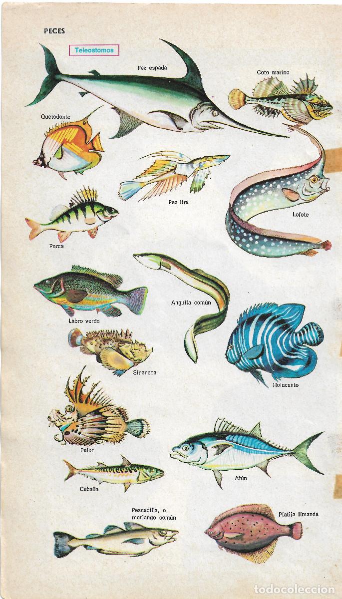 Coleccionismo de carteles: PECES TELEOSTOMOS LAMINA ANTIGUA REPRODUCCION A4 A3