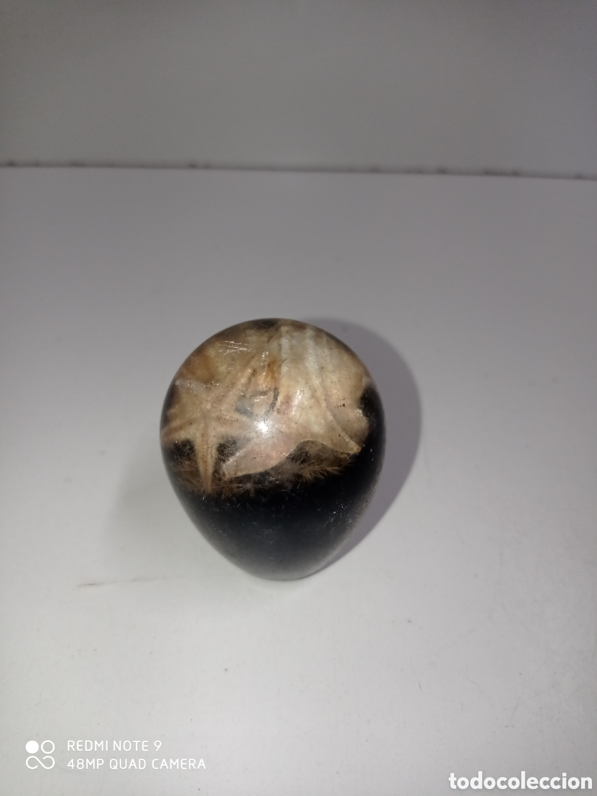 Autos und Motorr&auml;der: Pomo para palanca de cambios de coche cl&aacute;sico. Estrella de mar.