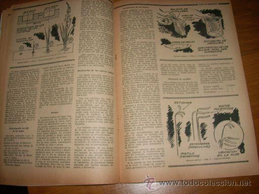 Coches: REVISTA CHARLA RURAL (MANUAL COMPLETO SOBRE GLADIOLOS) Nº 226 - 1958 - Argentina - RARO EJEMPLAR!! - Foto 4 - 26469806