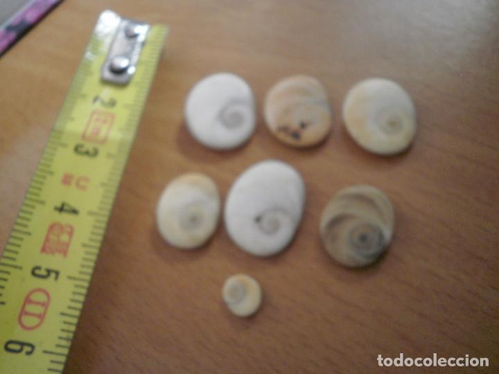 Segunda mano: Lote de op&eacute;rculos de caracola - Foto 1