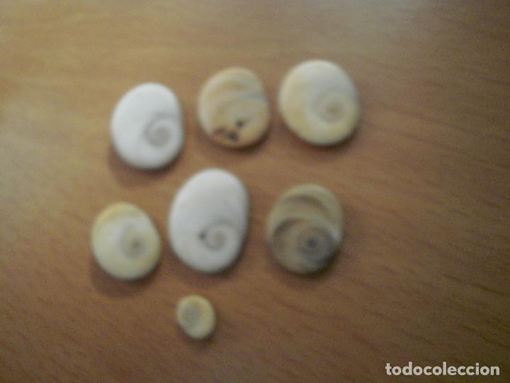 Segunda mano: Lote de op&eacute;rculos de caracola - Foto 2