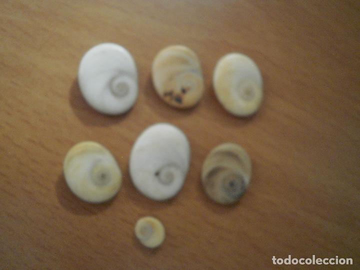 Segunda mano: Lote de op&eacute;rculos de caracola - Foto 3