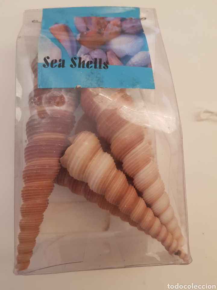 Segunda mano: Lote de conchas - car107 - Foto 1