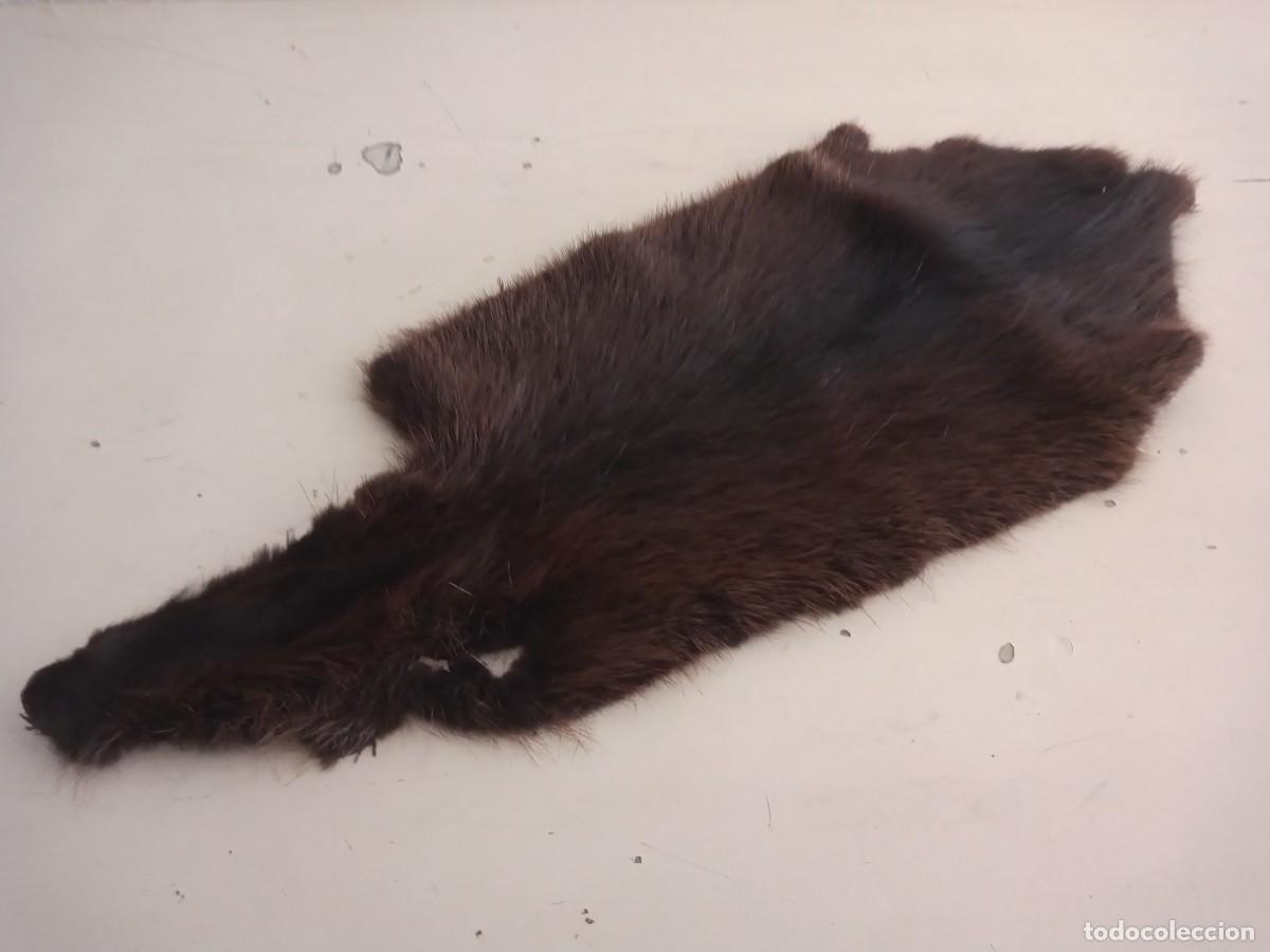 Segunda mano: PIEL DE NUTRIA CURTIDA VINTAGE CON SELLO 61 CM