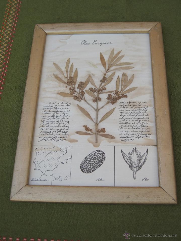 Segunda mano: CUADRO CON CRISTAL Y RAMA DE OLEA EUROPAEA. - Foto 1
