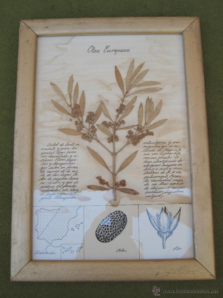 Segunda mano: CUADRO CON CRISTAL Y RAMA DE OLEA EUROPAEA. - Foto 2