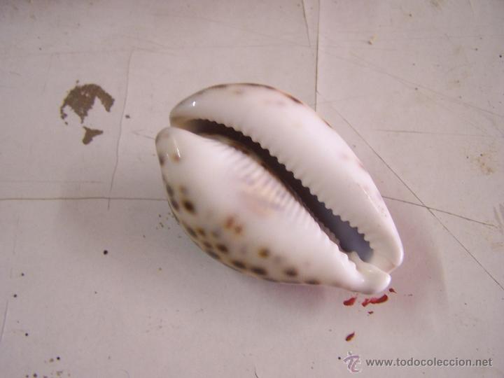 Segunda mano: Concha - Foto 1