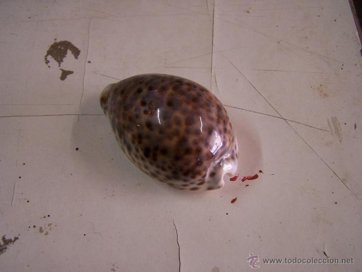 Segunda mano: Concha - Foto 2