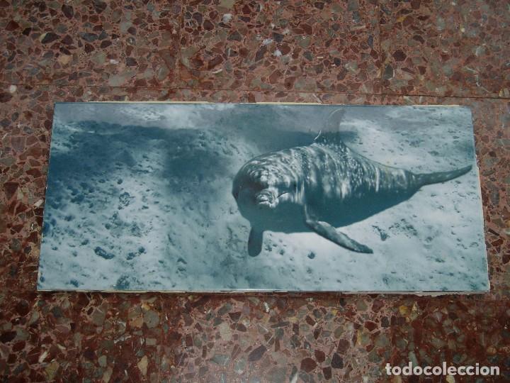 Segunda mano: Baldos&iacute;n Grande Delf&iacute;n 70 x 30 - Foto 1