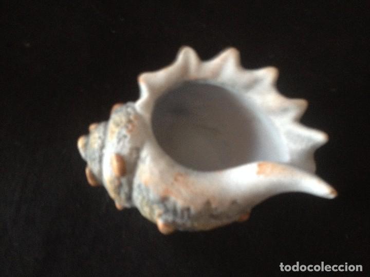 Segunda mano: caracola de ceramica pintada - Foto 2