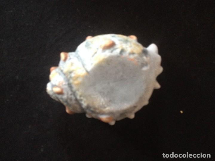 Segunda mano: caracola de ceramica pintada - Foto 3